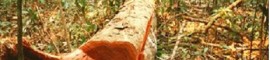 -amazonia-desmatamento