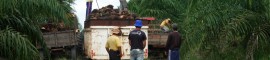 norte dende produção