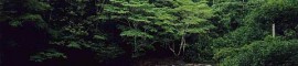 parque nacional da amazônia