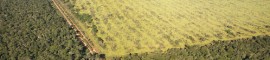 Pelo menos 30 milhões de hectares de Reserva Legal deixarão de ser recuperados só com a anistia para imóveis de até quatro módulos fiscais