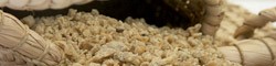 A farinha de Batata Doce Krahô está entre os alimentos em risco de extinção.  Foto: Arquivo Slow Food