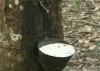 seringueira