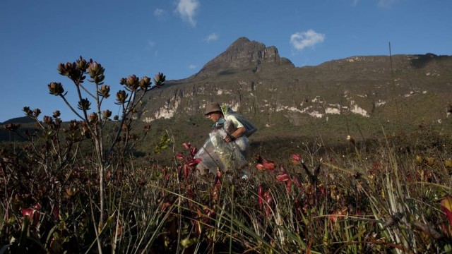 O pesquisador Gustavo Martinelli coleta plantas na base do Pico da Neblina Foto: Divulgação/ Ricardo Azoury
