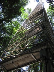 torre monitoramento amazônia
