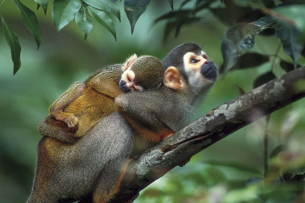 Conheca Especies De Macacos Que So Sao Encontradas Na Amazonia Amazonia Org