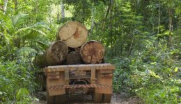 madeira amazônia